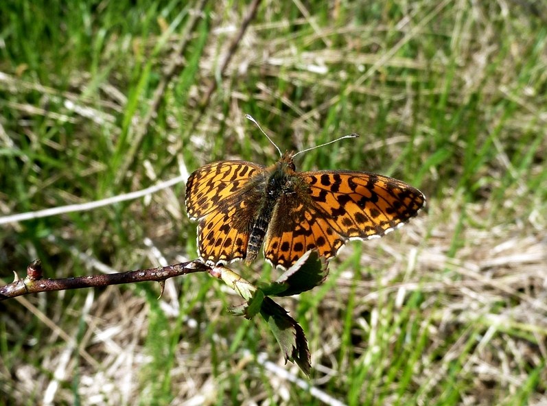 Finalmente la Zerynthia polyxena! (e Boloria dia)